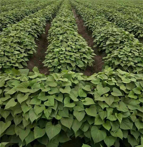 高溫多雨季節(jié)，紅薯種植怎樣才能高產(chǎn)？生長(zhǎng)中期一定做好這5點(diǎn)